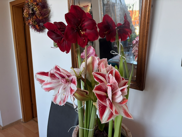 Weihnachtswoche - 1.